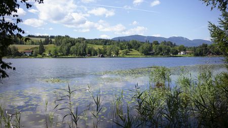 Man blickt auf einen See mit Seerosen und Schilf, den Bad Bayersoier See in den Ammergauer Alpen.