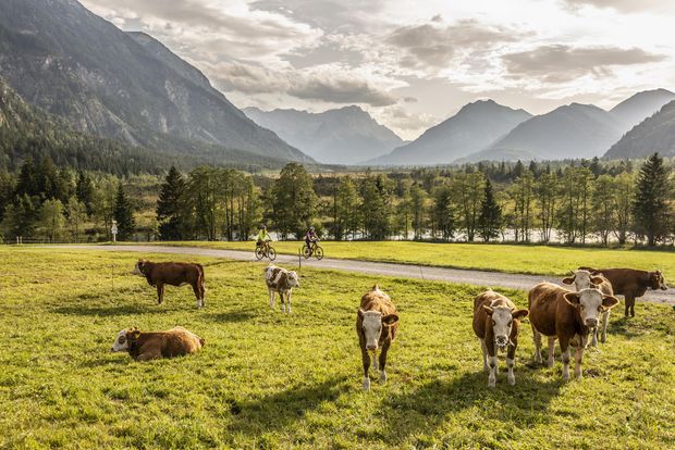 Hinter einer grünen Wiese mit Kühen fahren zwei Radfahrer auf einem Weg mit Blick auf das Wettersteingebirge mit Zugspitze.