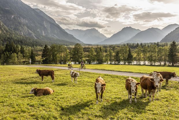Auf einer grünen Wiese stehen Kühe. Dahinter fahren zwei Personen mit dem Rad auf einem Weg vorbei. Im Hintergrund sieht man Berge, das Wettersteingebirge mit Zugspitze.